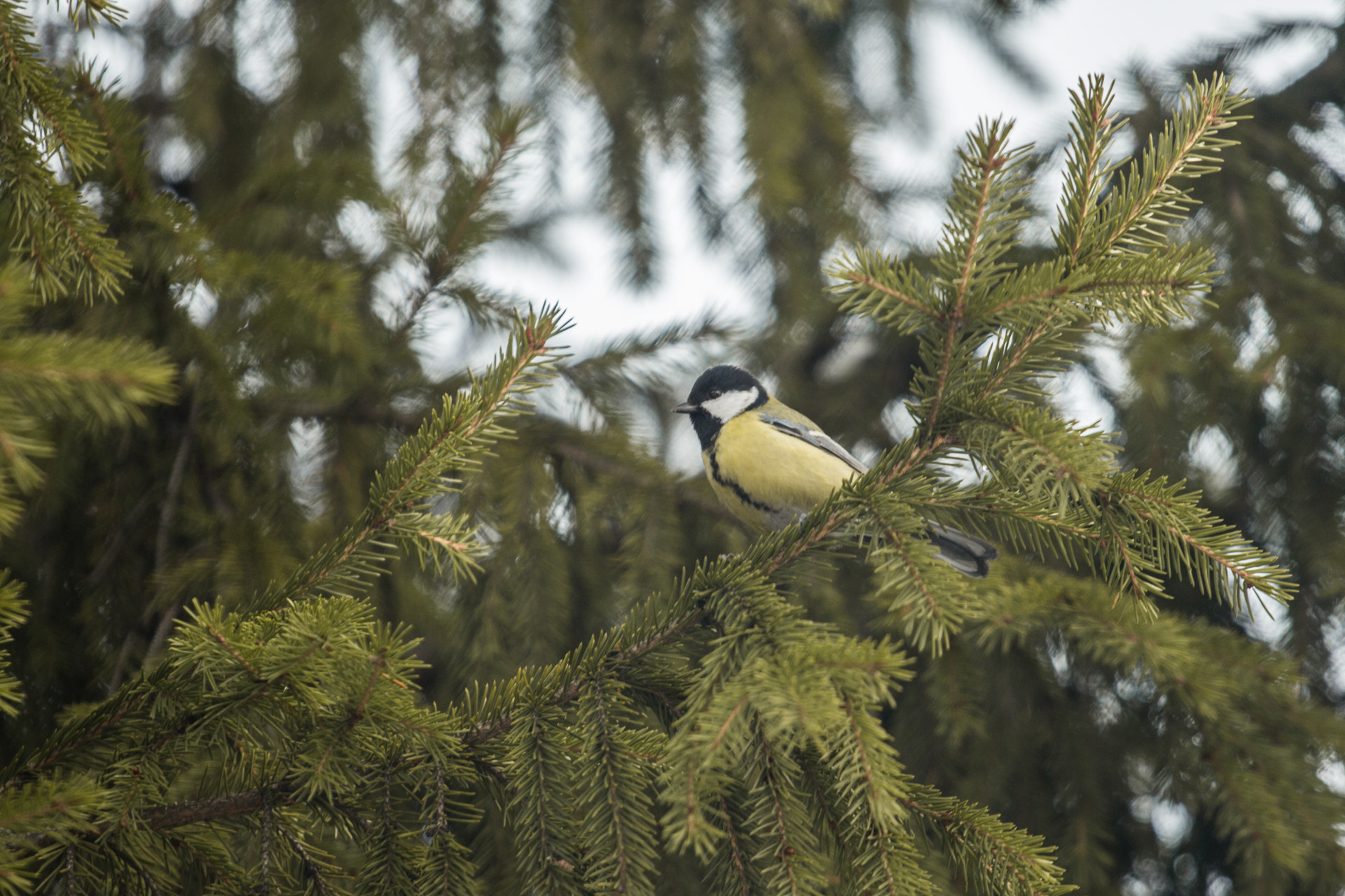 Canon EOS 650D (EOS Rebel T4i / EOS Kiss X6i) sample photo. Bird photography