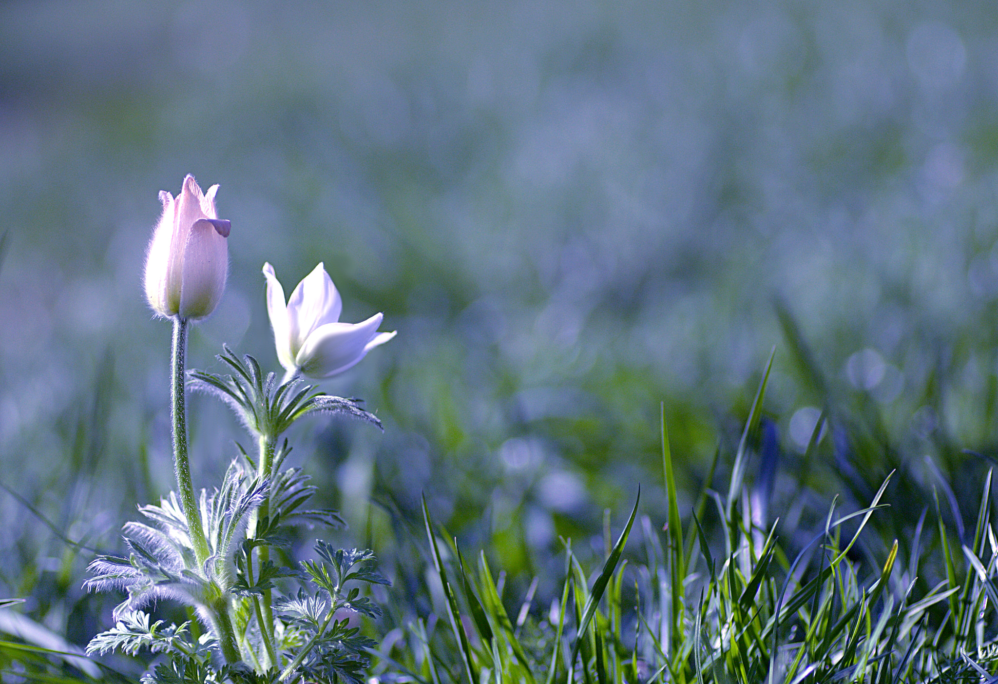 Canon EOS 60D + Tamron SP AF 90mm F2.8 Di Macro sample photo. Sasanka photography