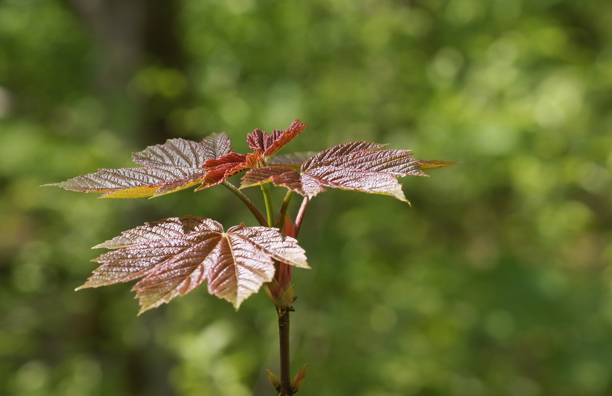 Sony Alpha DSLR-A300 + Sony DT 55-200mm F4-5.6 SAM sample photo. Spaarndam spaarnwoude photography