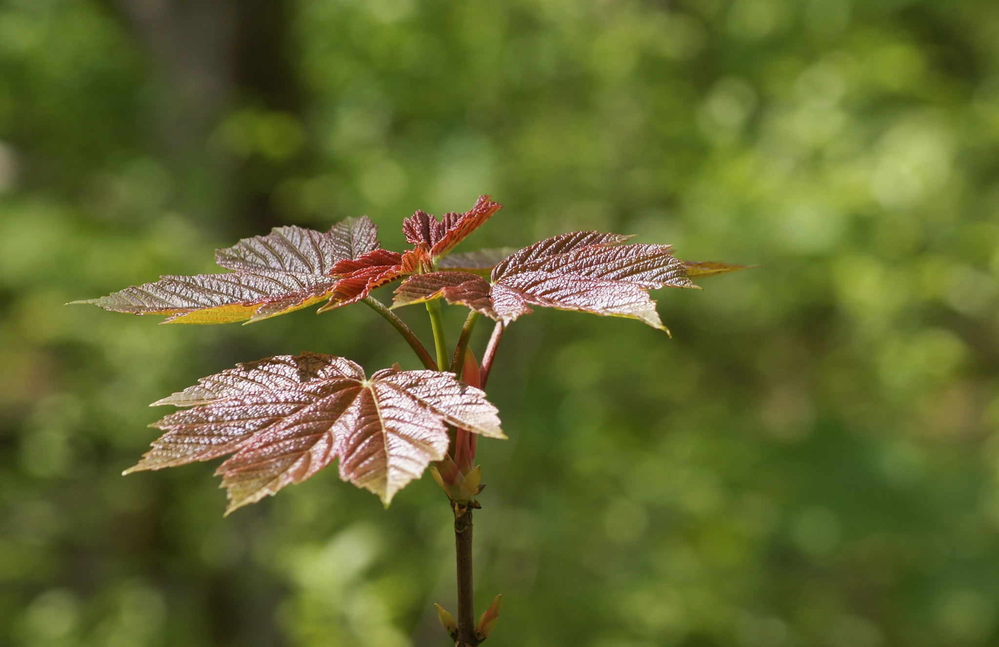 Sony Alpha DSLR-A300 sample photo. Spaarndam spaarnwoude photography