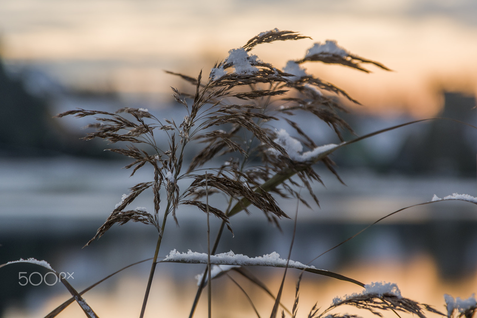 Pentax K-5 II sample photo. Labas rytas! photography