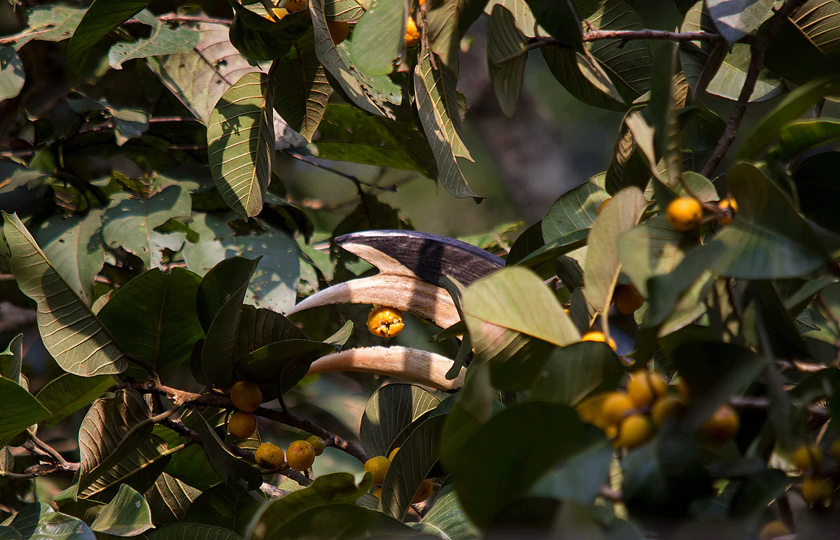 Sigma 150-500mm F5-6.3 DG OS HSM sample photo. A fiddler in the tree photography