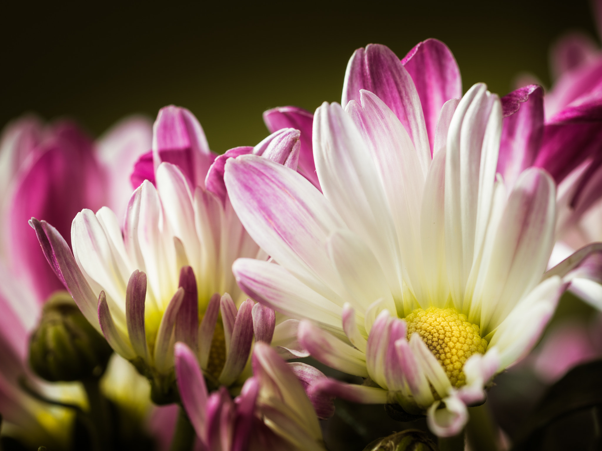 Sony a6000 + Sony FE 90mm F2.8 Macro G OSS sample photo. It's time for change... photography