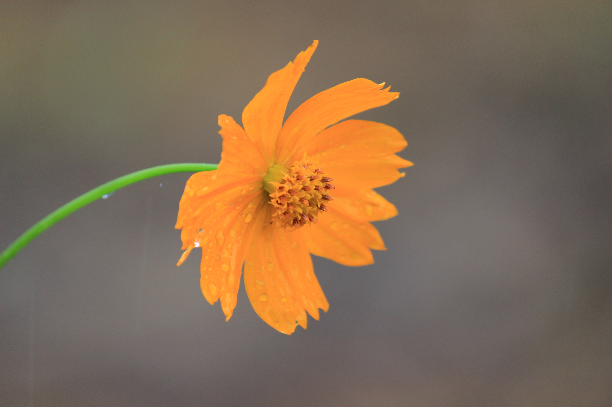 Canon EOS 600D (Rebel EOS T3i / EOS Kiss X5) sample photo. Drop and cosmos photography