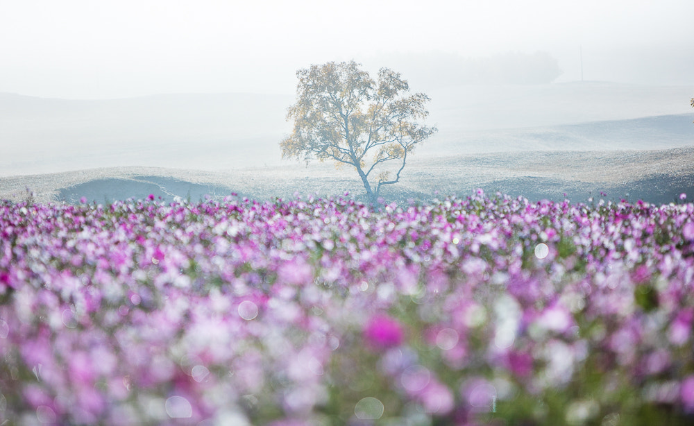 Canon EOS 5DS R + Canon EF 70-200mm F2.8L IS USM sample photo. Foggy morning photography