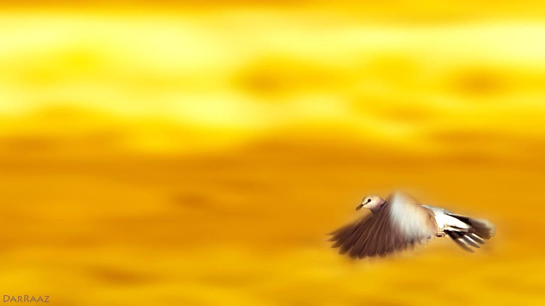 Nikon D4 sample photo. Fly with me... photography