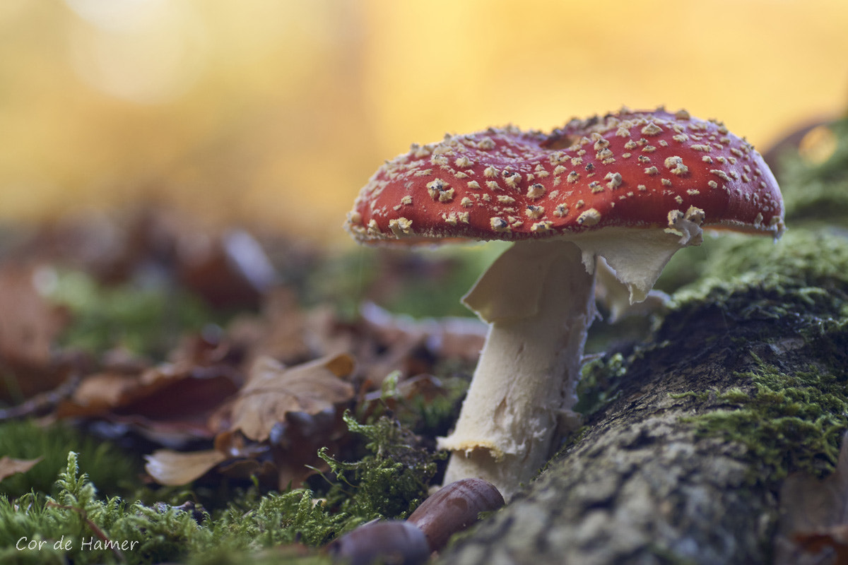 Sony SLT-A77 + Tamron SP AF 90mm F2.8 Di Macro sample photo. Fly agaric photography