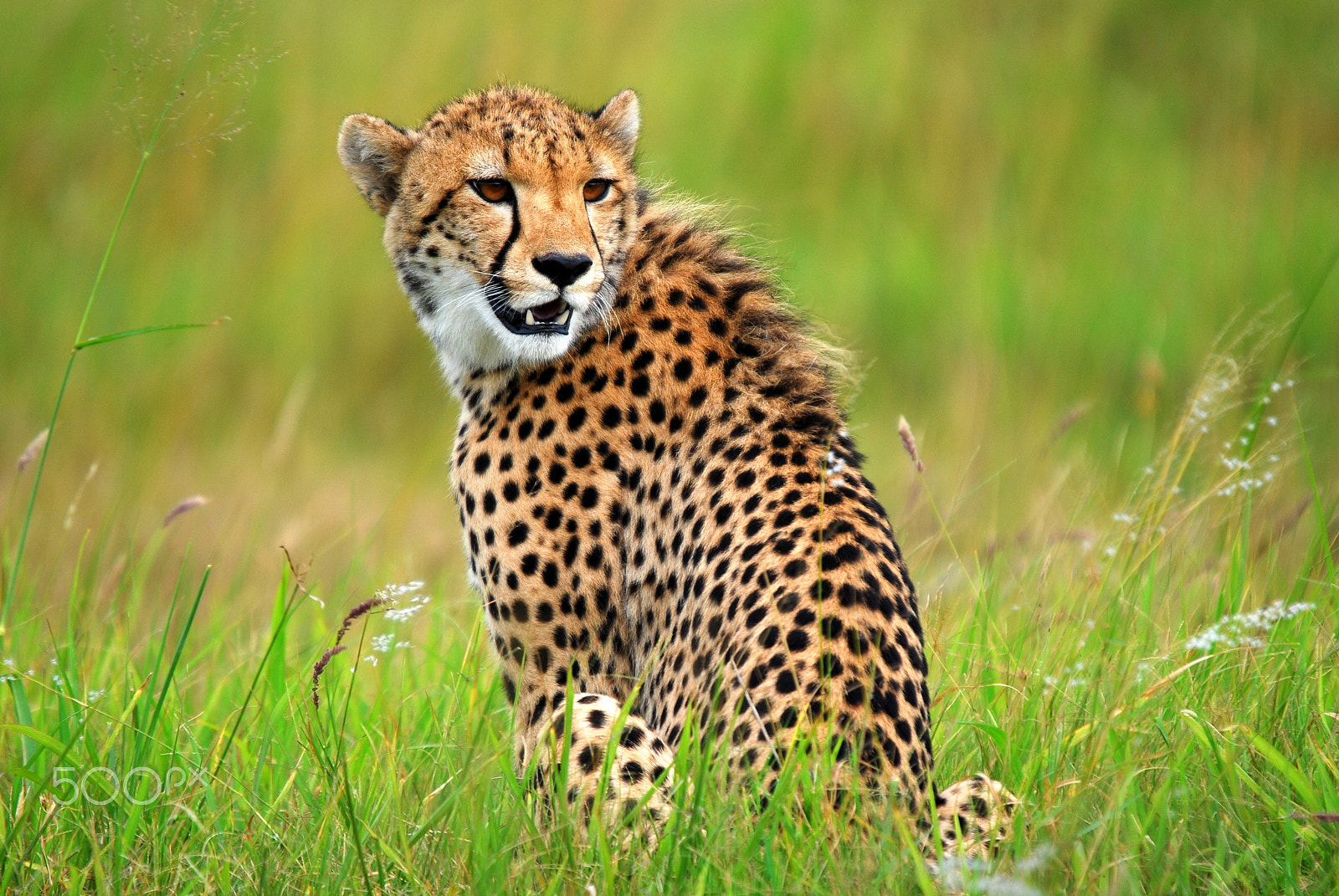 Sigma 120-400mm F4.5-5.6 DG OS HSM sample photo. Cheetah adult female in the phinda game reserve photography