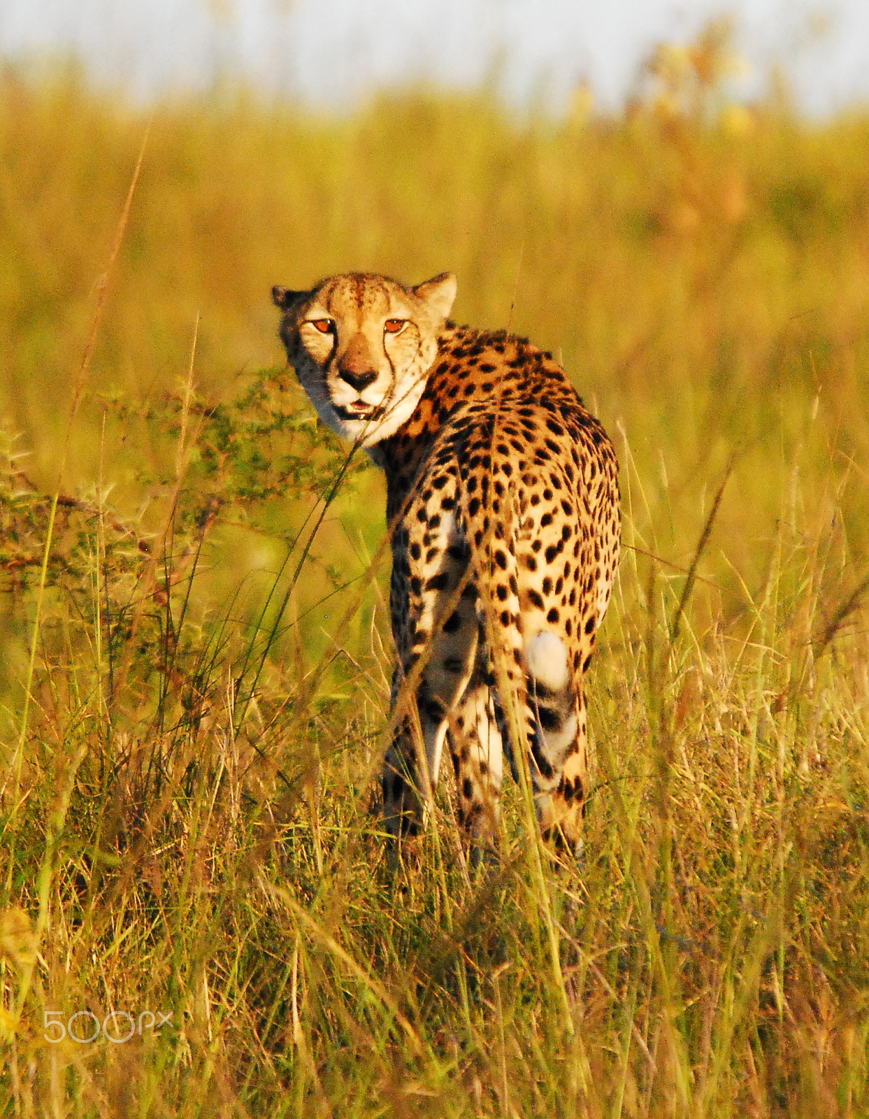 Nikon D80 + Sigma 120-400mm F4.5-5.6 DG OS HSM sample photo. Cheetah adult female in the phinda game reserve photography