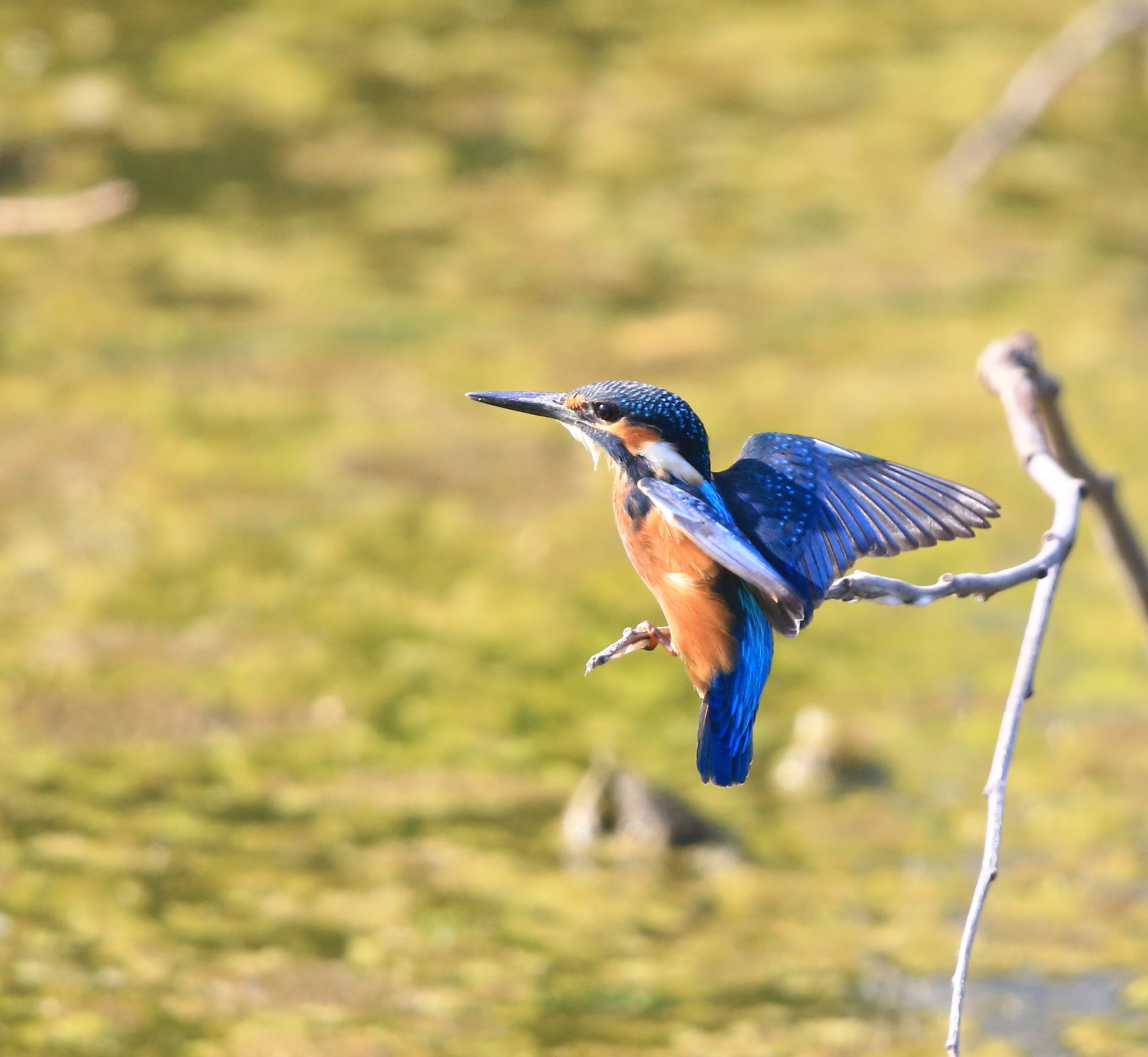 Canon EF 600mm F4L IS II USM sample photo. 476 photography