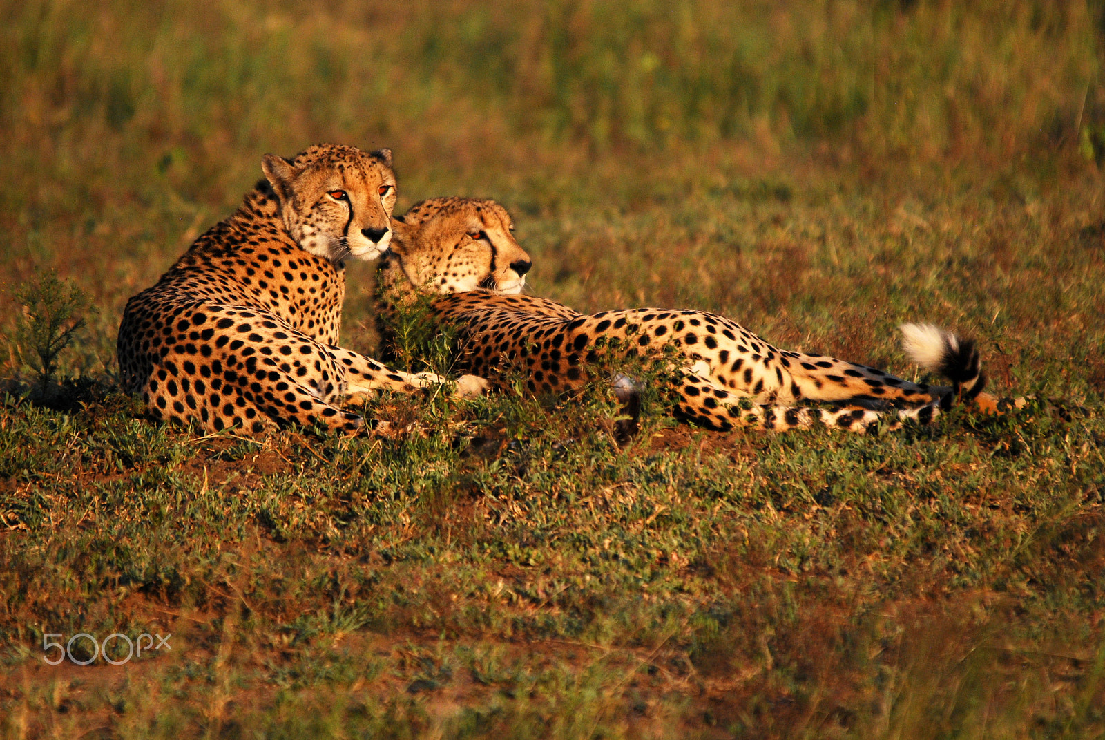 Nikon D80 sample photo. Cheetah cubs phinda game reserve photography
