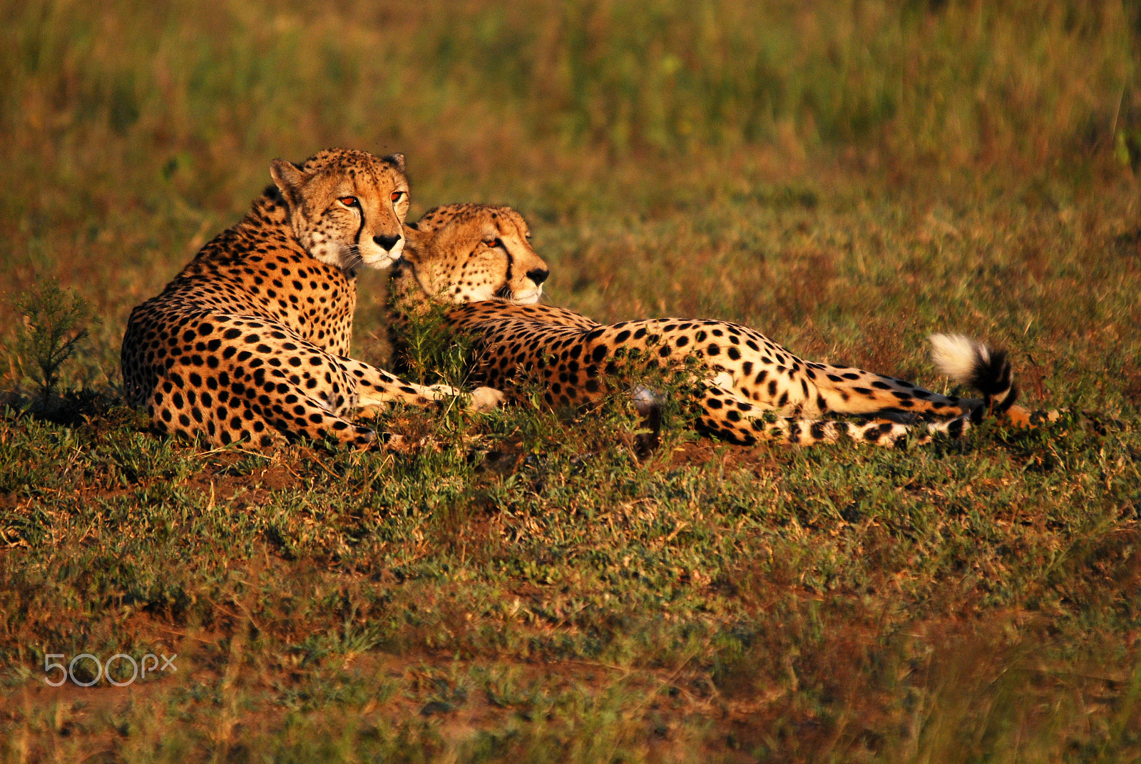 Sigma 120-400mm F4.5-5.6 DG OS HSM sample photo. Cheetah cubs phinda game reserve photography