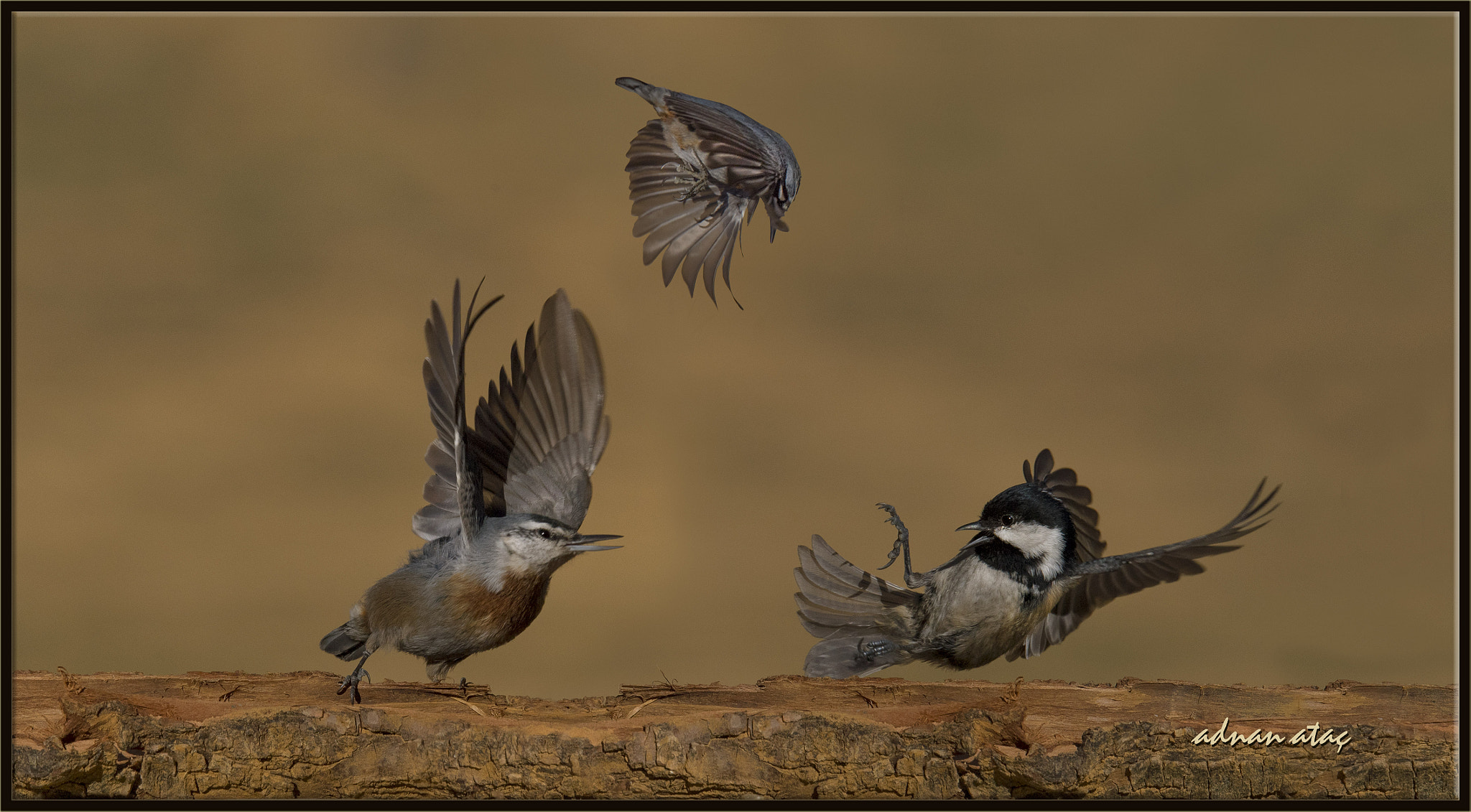 Sigma 150-600mm F5-6.3 DG OS HSM | S sample photo. Anadolu sıvacısı (krüper`s nuthatch - sitta krueperi) ve Çam baştankarası (periparus ater - coal... photography