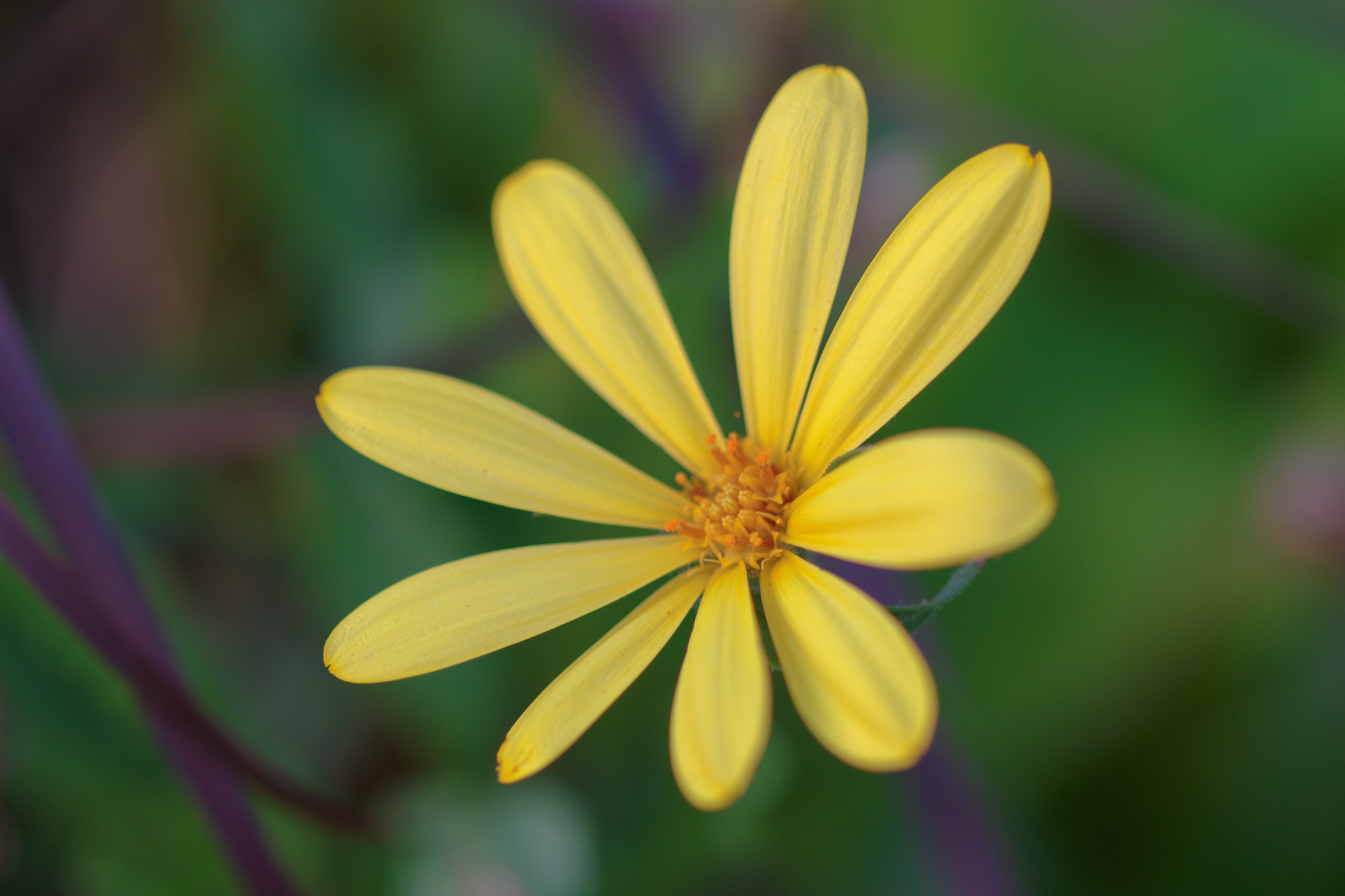 Sigma 105mm F2.8 EX DG OS HSM sample photo. Nature  photography