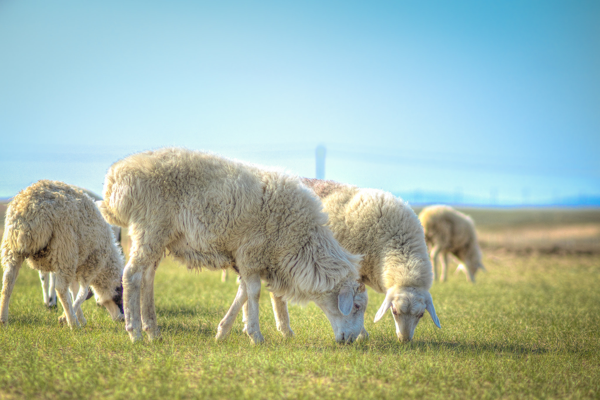 Olympus OM-D E-M5 sample photo. Sheep at inner mongolia photography