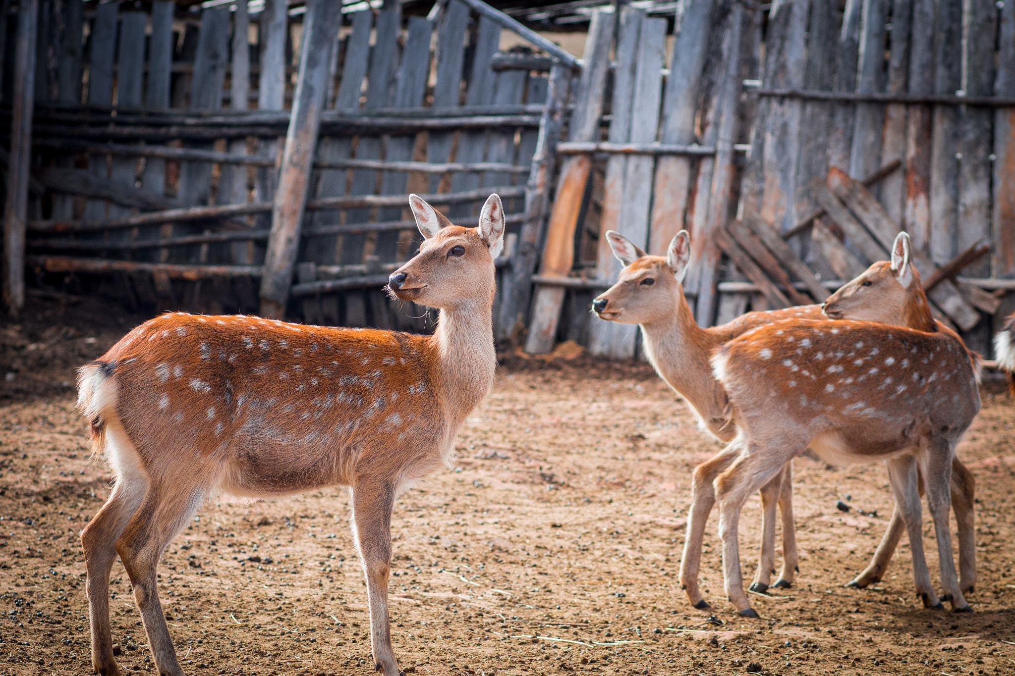 Olympus OM-D E-M5 + Olympus M.Zuiko Digital ED 75mm F1.8 sample photo. Deer at inner mongolia photography