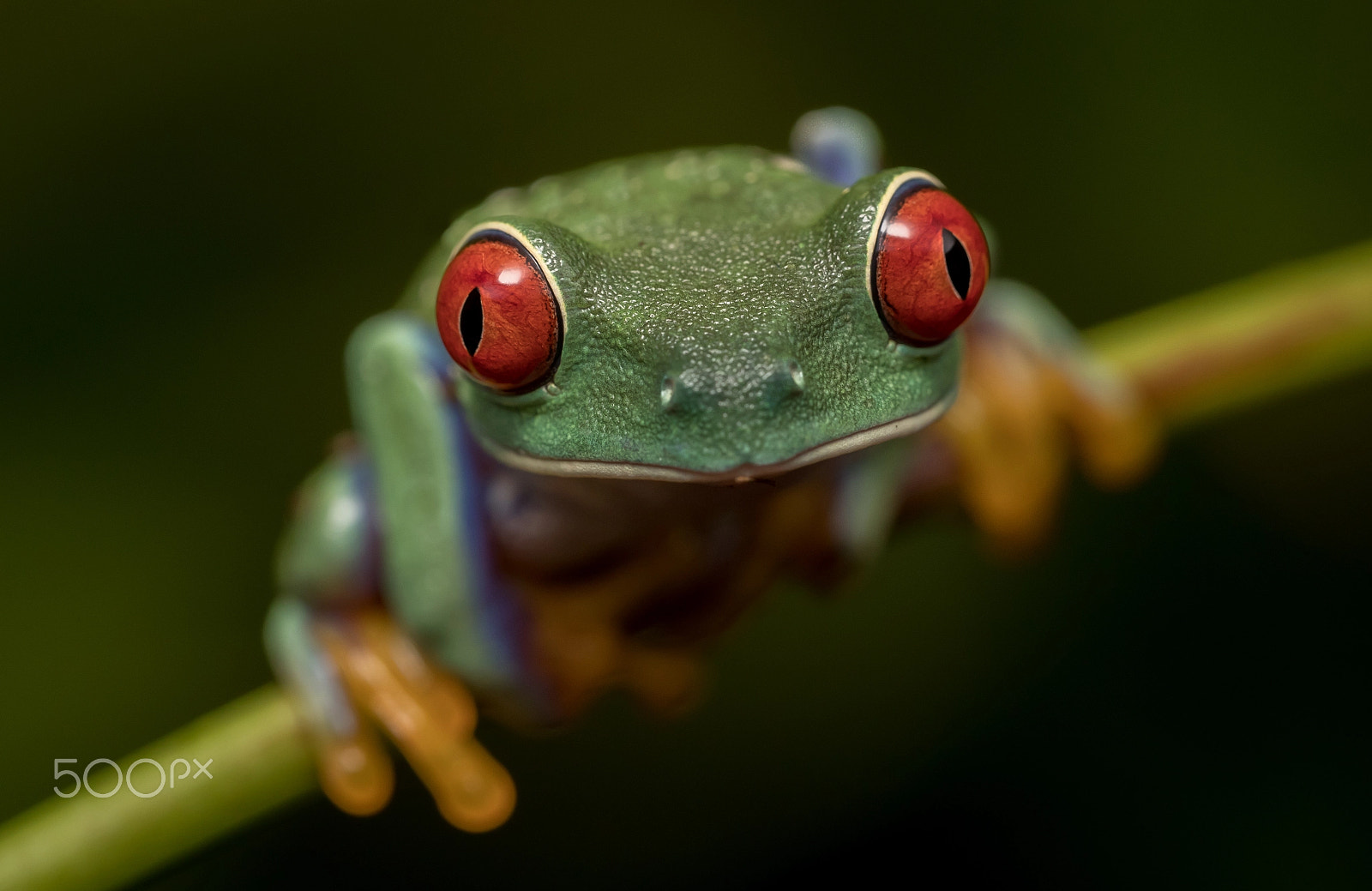 Canon EF 100mm F2.8L Macro IS USM sample photo. Red eyed green tree frog photography