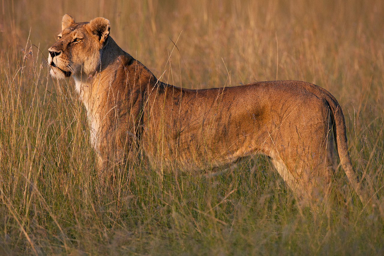 Canon EOS-1Ds Mark III + Canon EF 600mm f/4L IS sample photo. Lioness photography