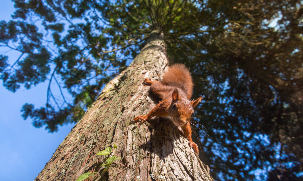 Canon EF-S 10-22mm F3.5-4.5 USM sample photo. Down the tree photography