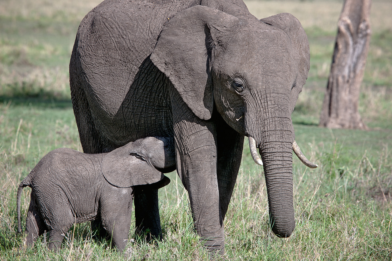 Canon EOS-1Ds Mark III + Canon EF 400mm F4.0 DO IS USM sample photo. Elephants photography