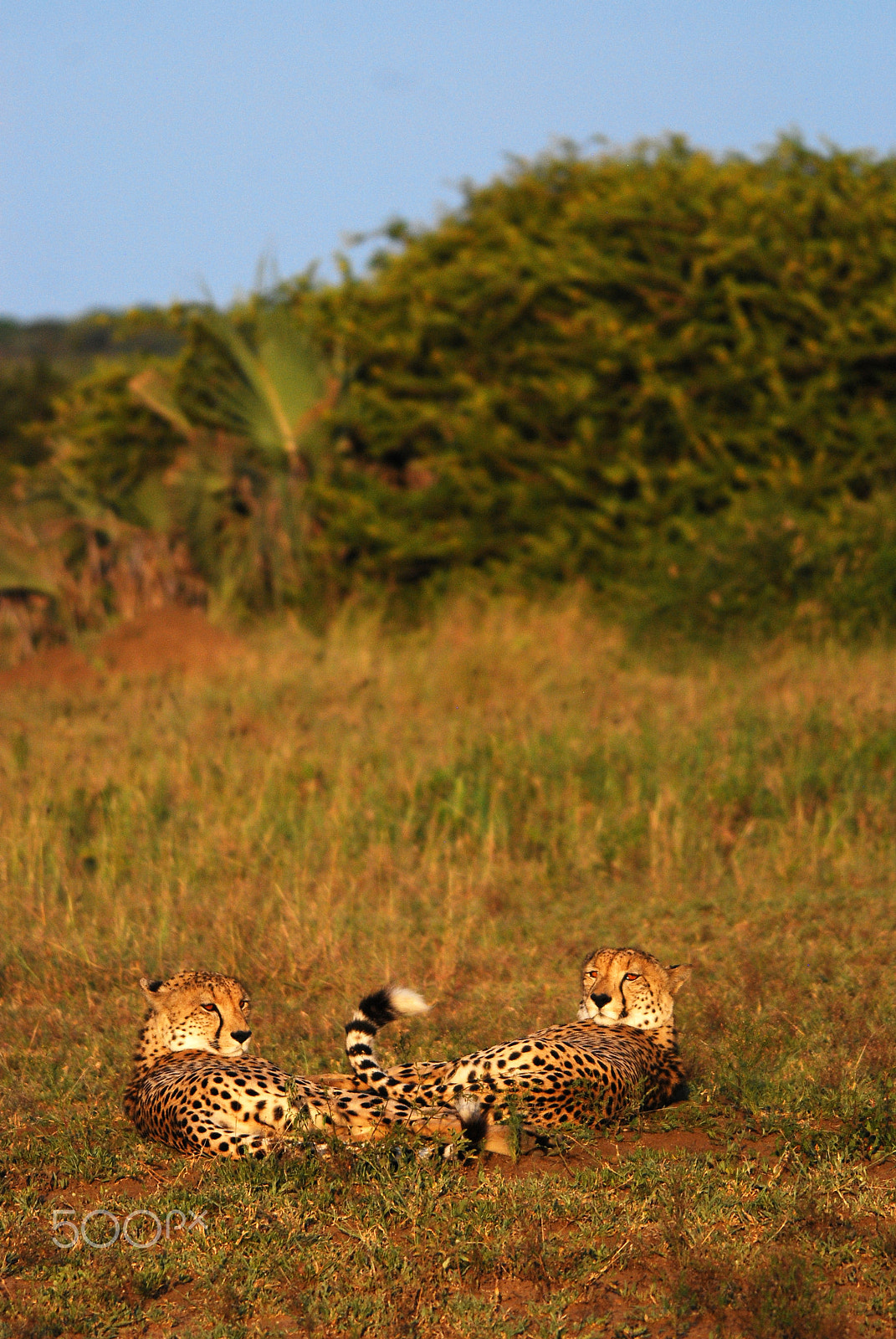 Nikon D80 + Sigma 120-400mm F4.5-5.6 DG OS HSM sample photo. Cheetah cubs phinda game reserve photography