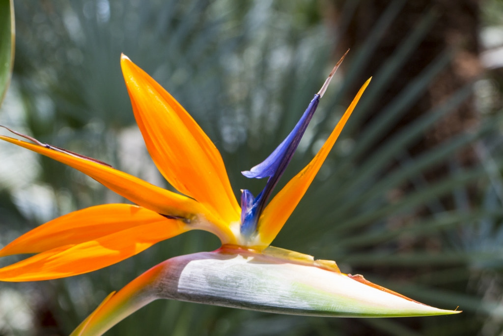 Canon EOS 650D (EOS Rebel T4i / EOS Kiss X6i) sample photo. Paradise plant photography