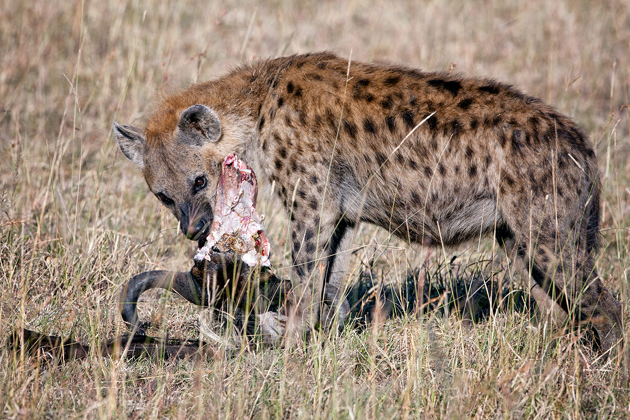 Canon EF 600mm f/4L IS sample photo