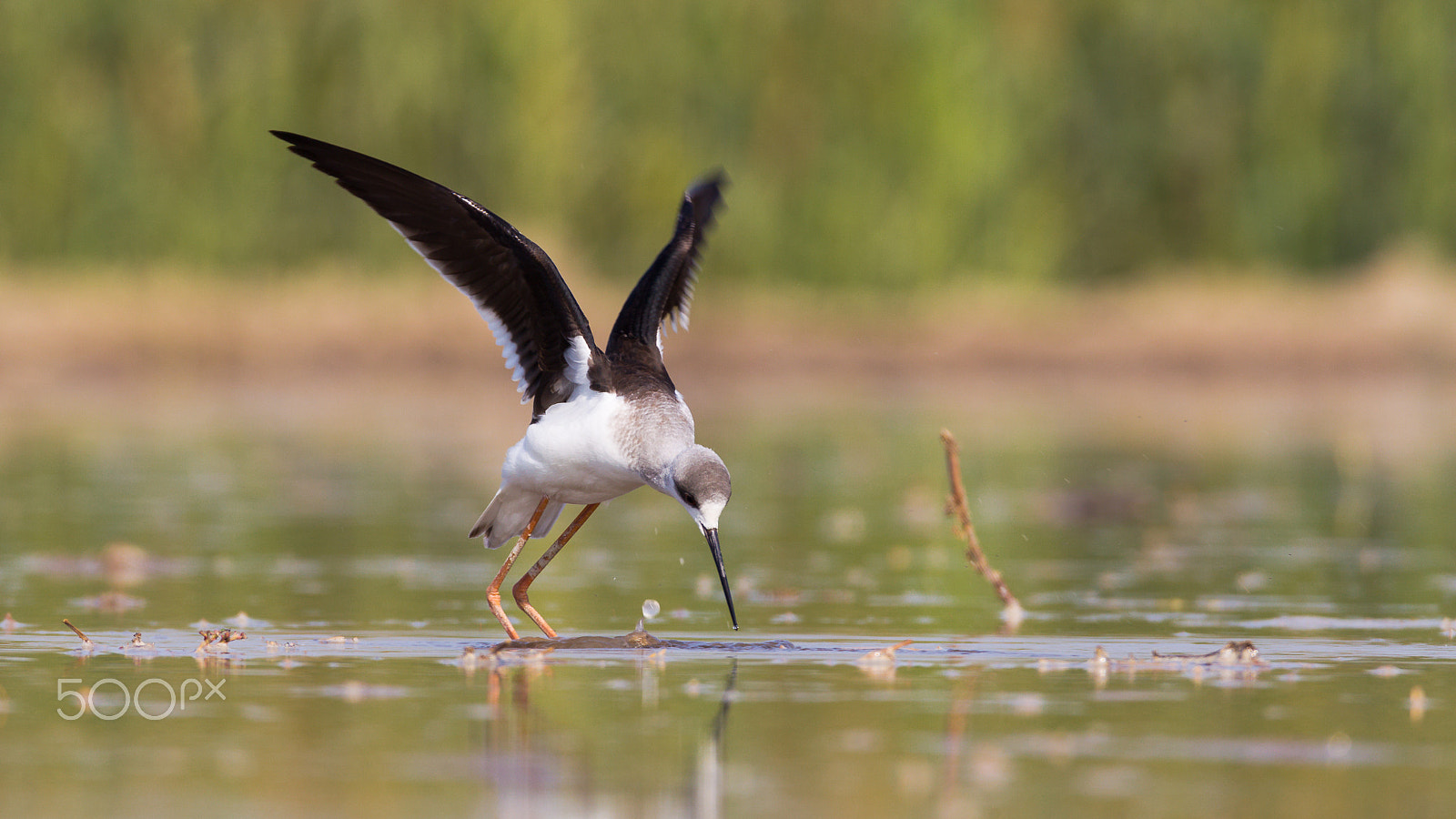 Canon EOS-1D Mark IV sample photo. Black winged stilt photography
