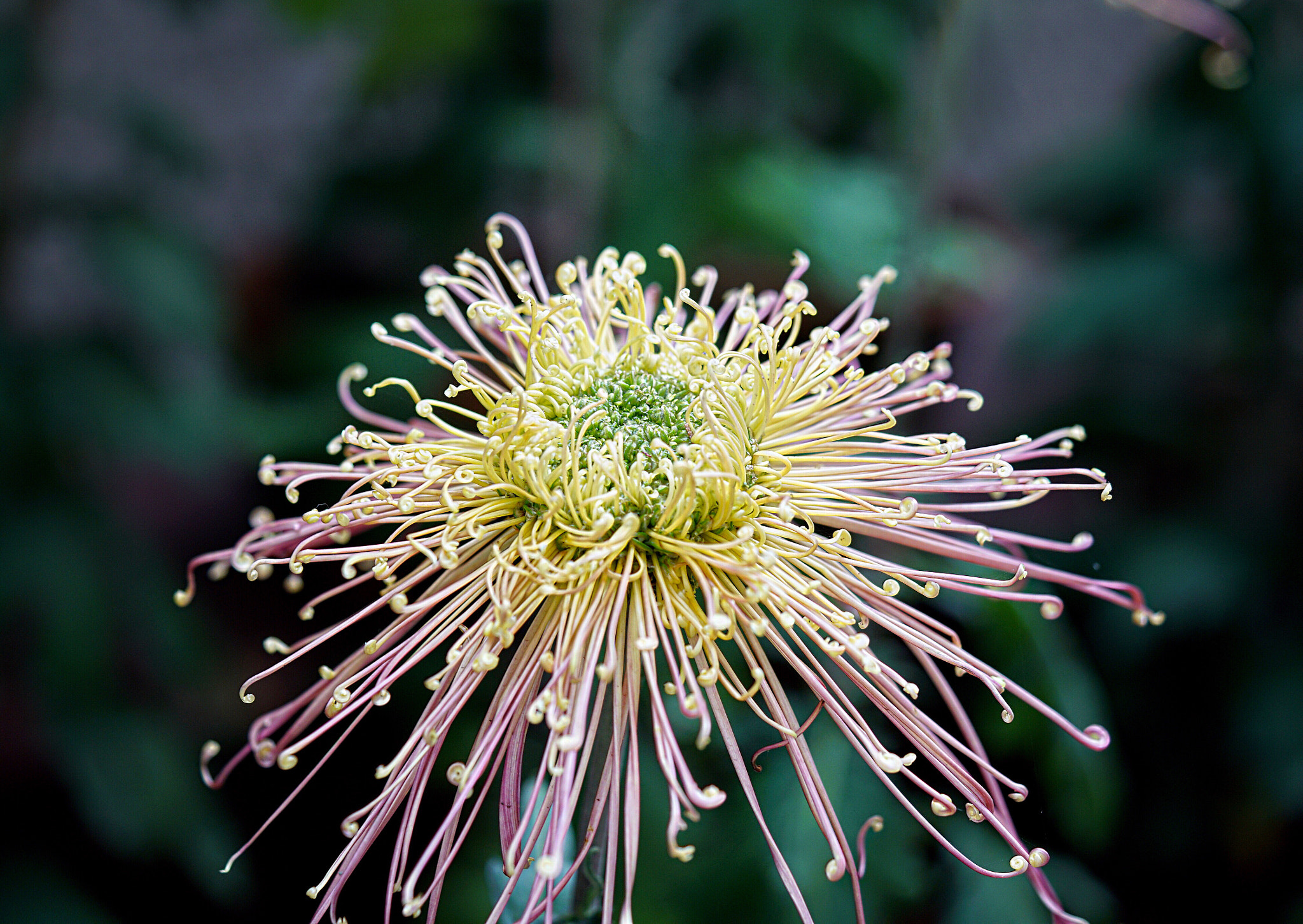 Sony FE 90mm F2.8 Macro G OSS sample photo