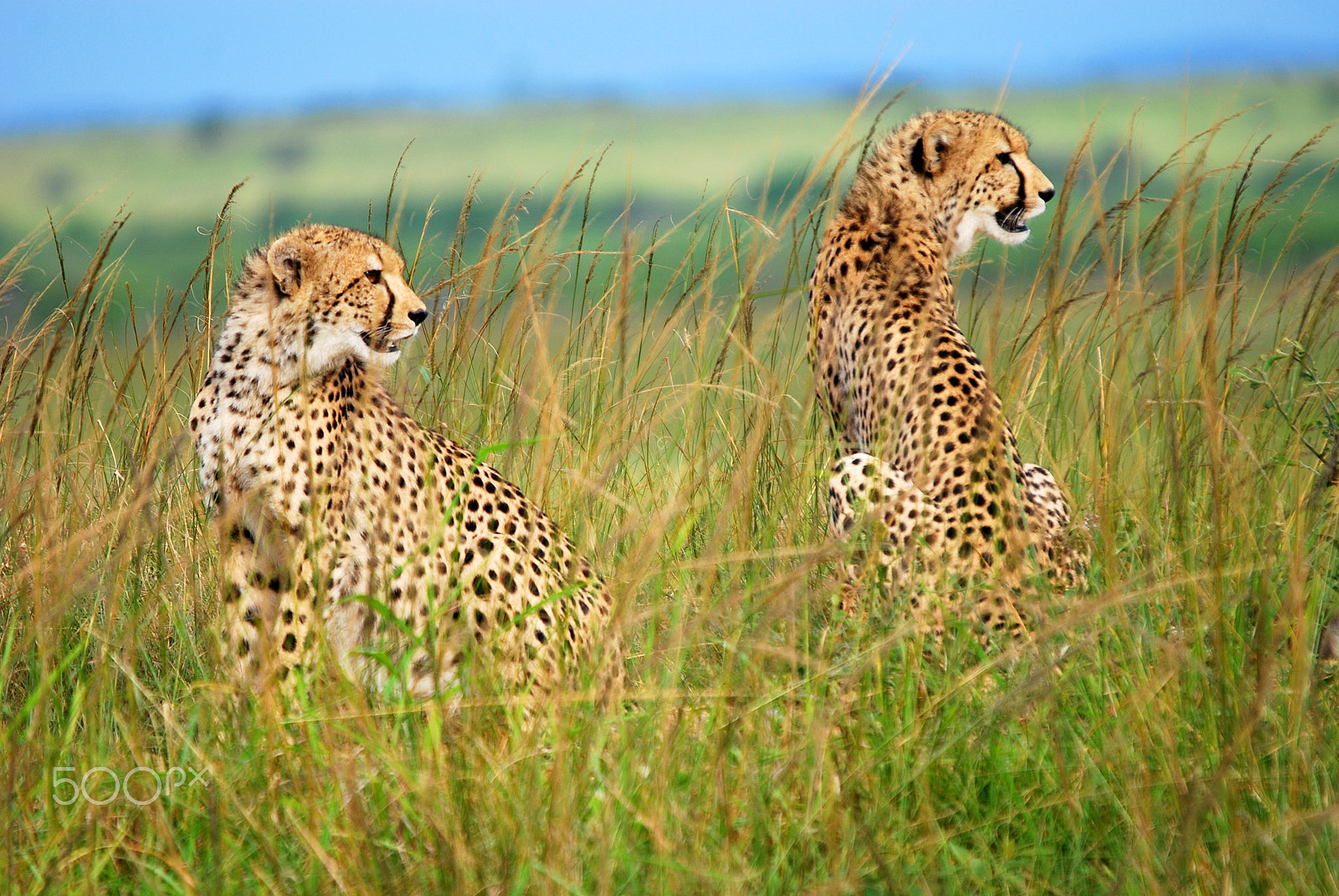 Sigma 120-400mm F4.5-5.6 DG OS HSM sample photo. Cheetah cubs in the phinda game reserve photography