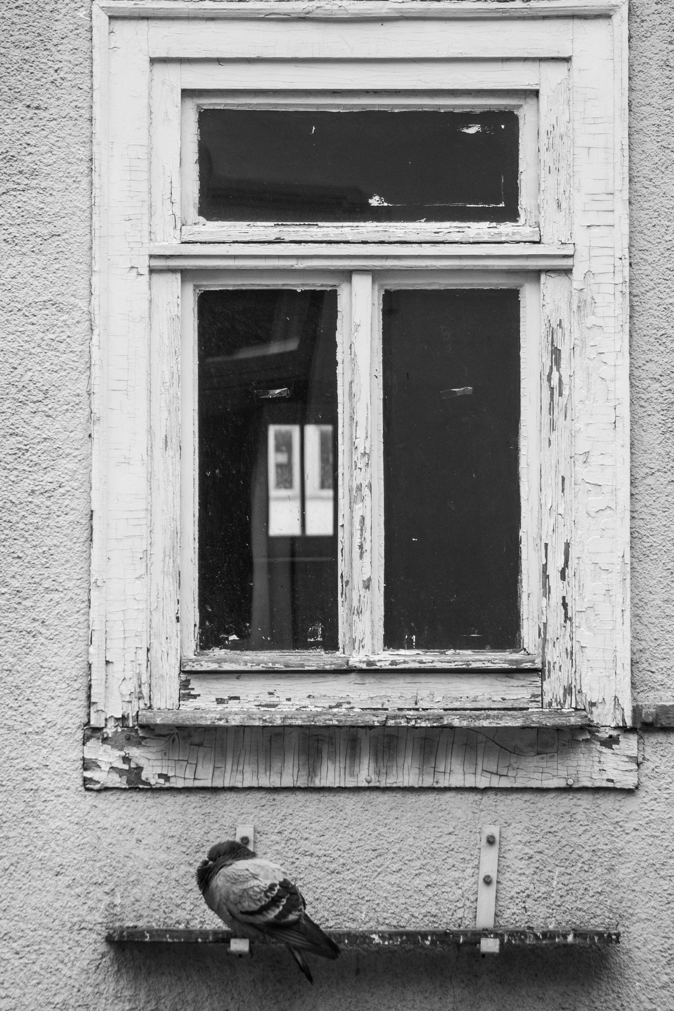 Canon EF 28-135mm F3.5-5.6 IS USM sample photo. Window with dove photography
