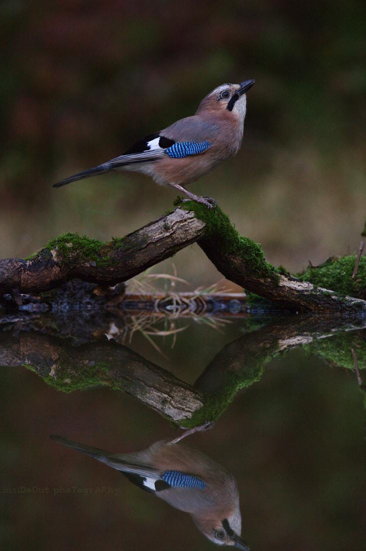 Canon EF 300mm F4L IS USM sample photo. Reflections of jay photography