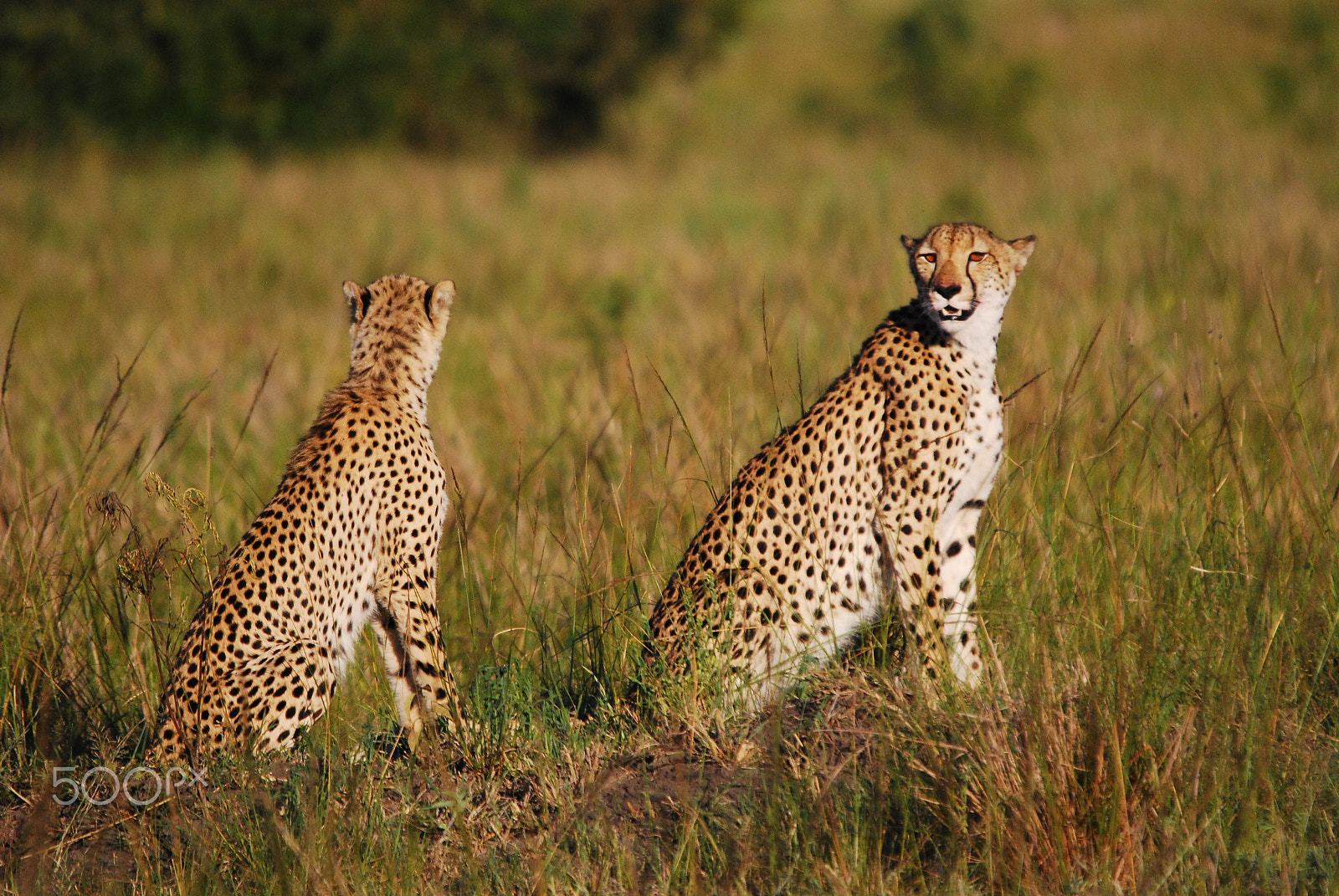 Nikon D80 sample photo. Cheetah cubs in the phinda game reserve photography