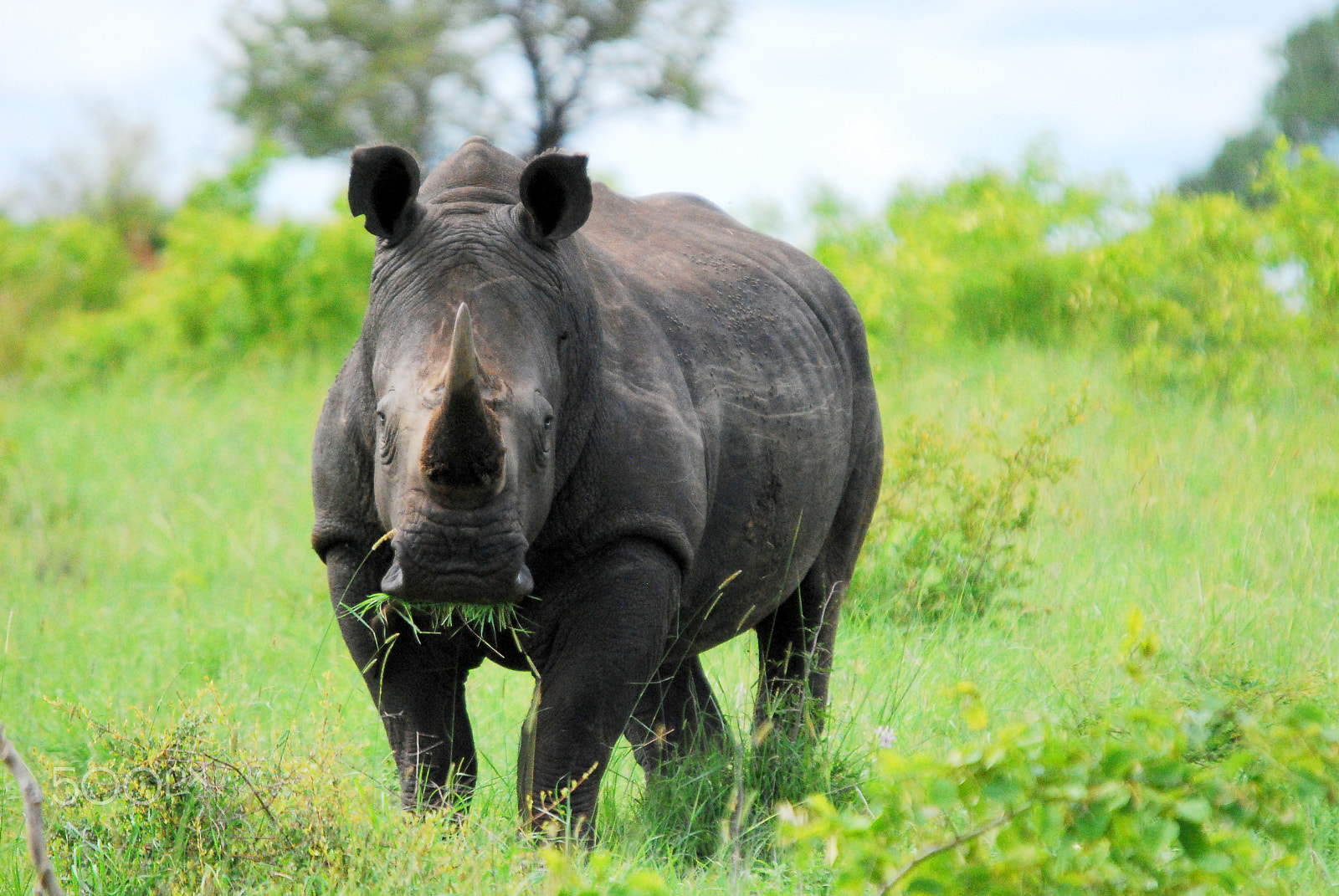 Nikon D80 sample photo. Black rhino grazing in phinda game reserve photography