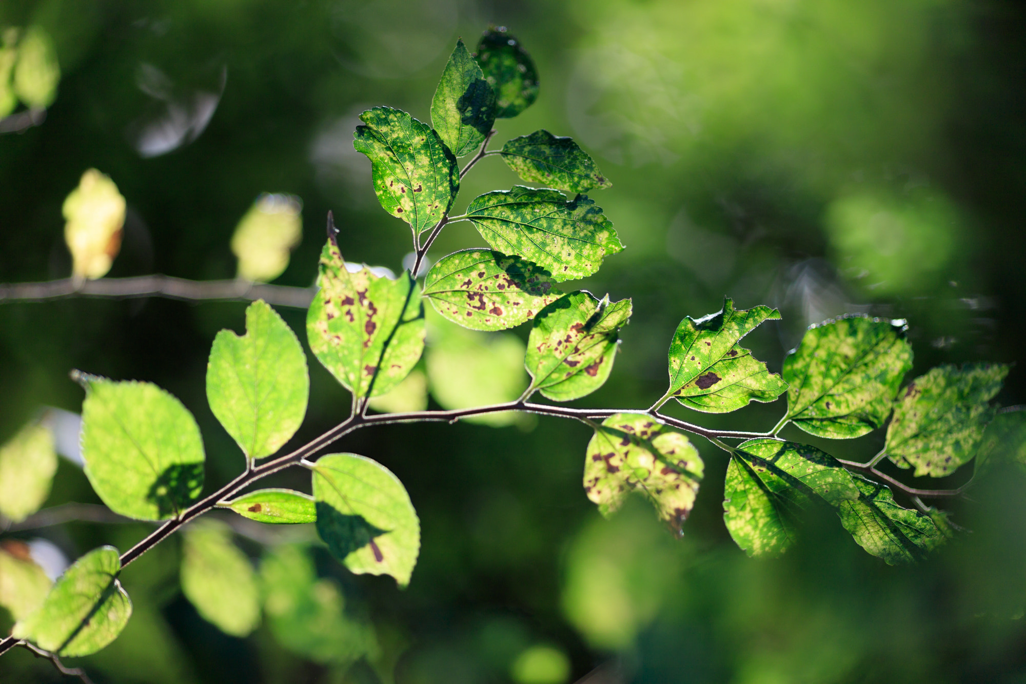 Canon EOS 5DS + Canon EF 135mm F2L USM sample photo. Leaves photography