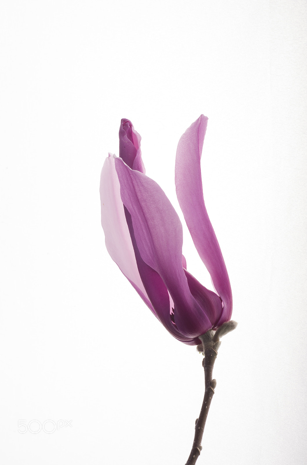 Pentax K-30 + Tamron SP AF 90mm F2.8 Di Macro sample photo. Magnolia photography