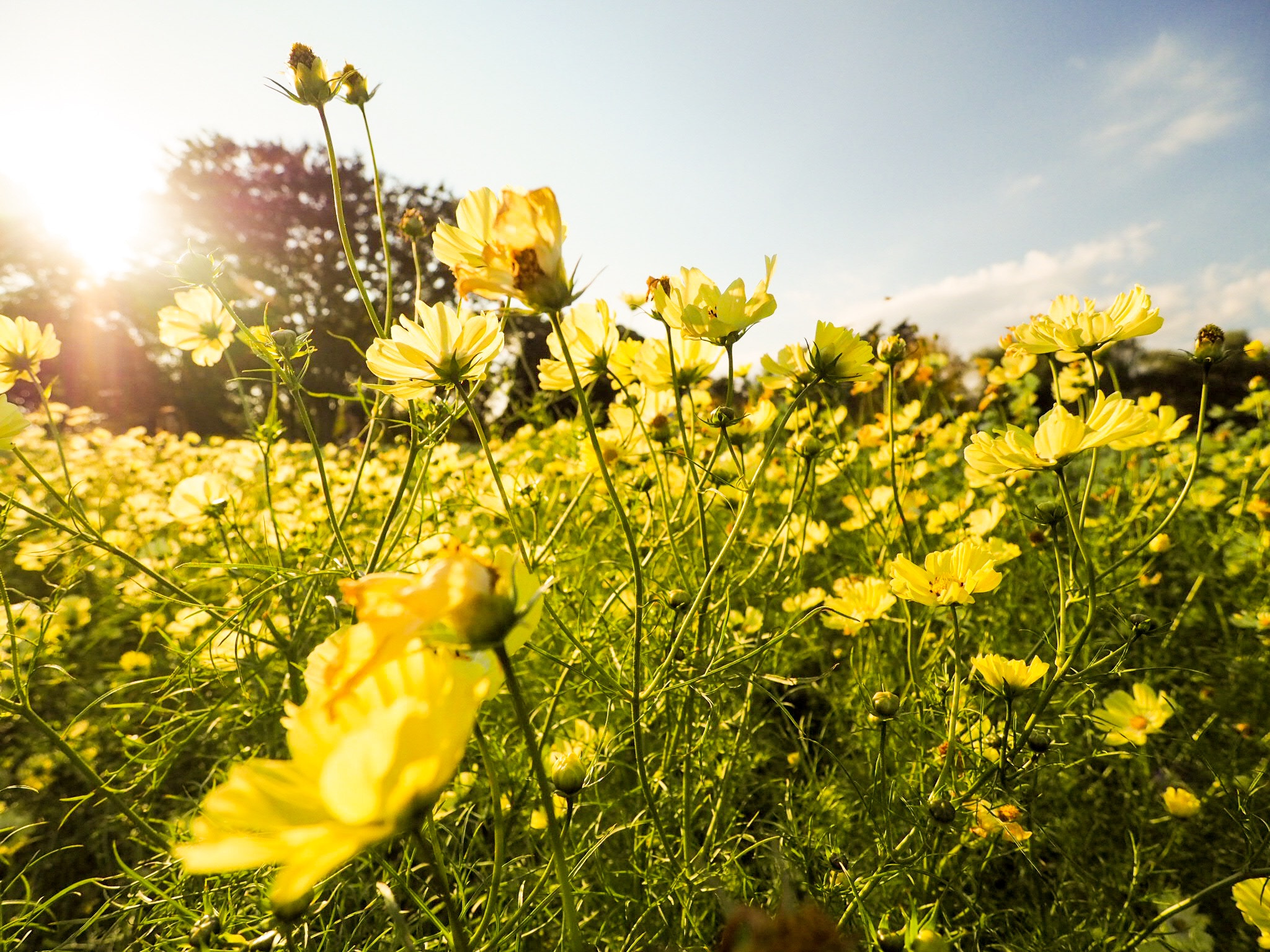 Olympus OM-D E-M10 II + OLYMPUS M.9-18mm F4.0-5.6 sample photo. Cosmos photography