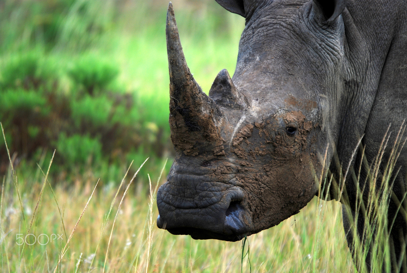 Nikon D80 + Sigma 120-400mm F4.5-5.6 DG OS HSM sample photo. Black rhino in phinda, south africa. photography