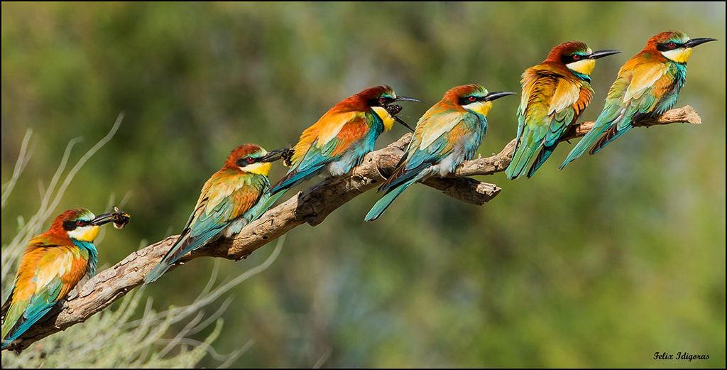 Canon EF 500mm F4L IS USM sample photo. Grupo de abejarucos photography