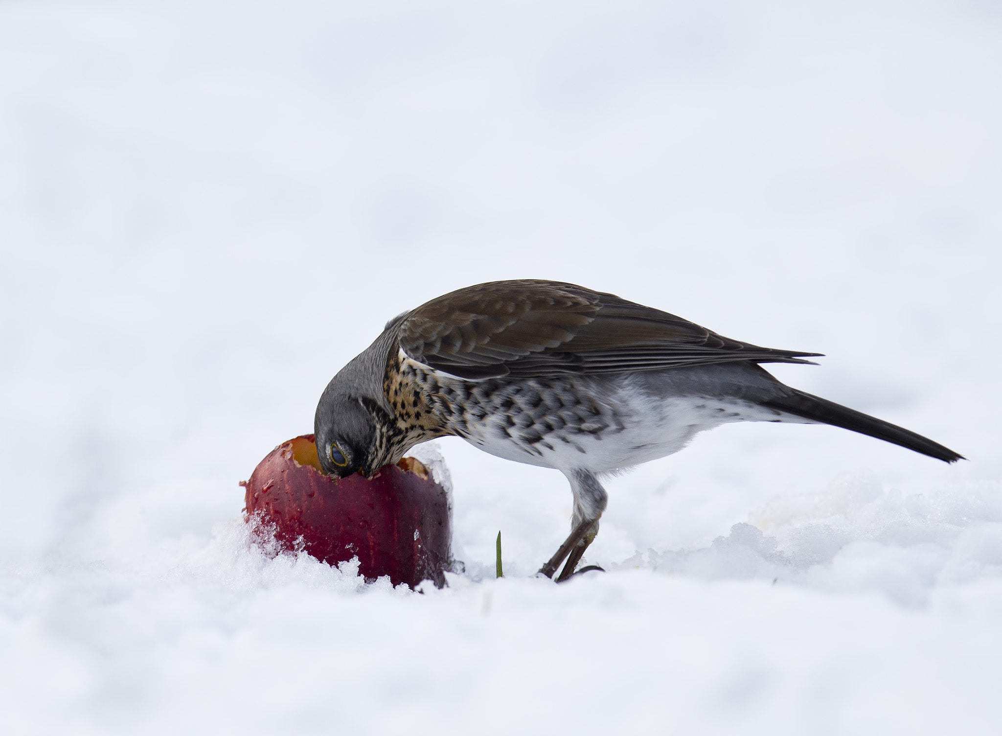 Canon EF 400mm F2.8L IS II USM sample photo. Fieldfare photography