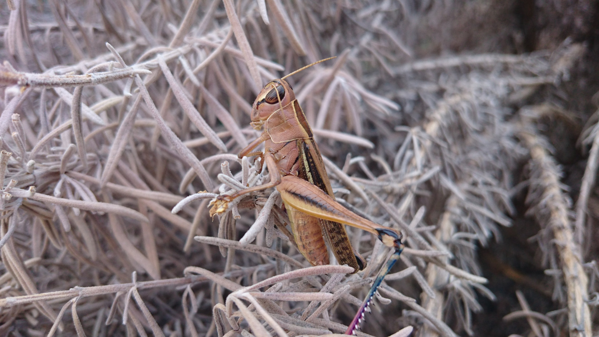 Sony Xperia Z3+ sample photo