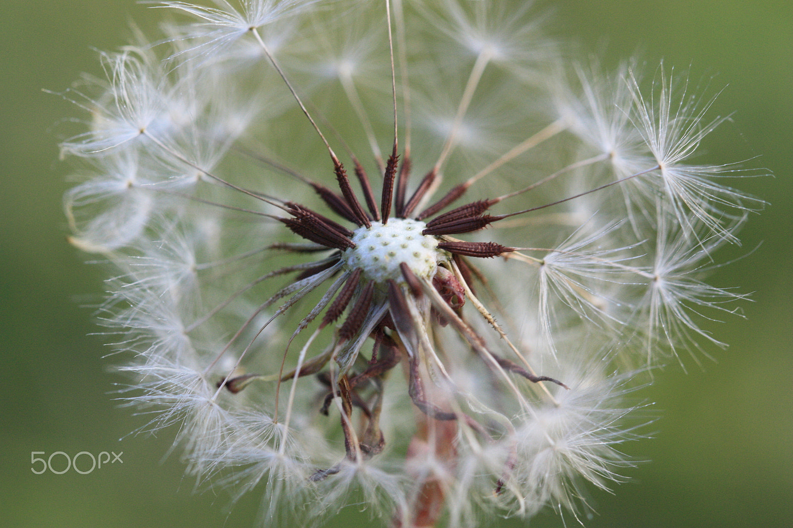 Canon EF 100mm F2.8L Macro IS USM sample photo. Dandelion photography