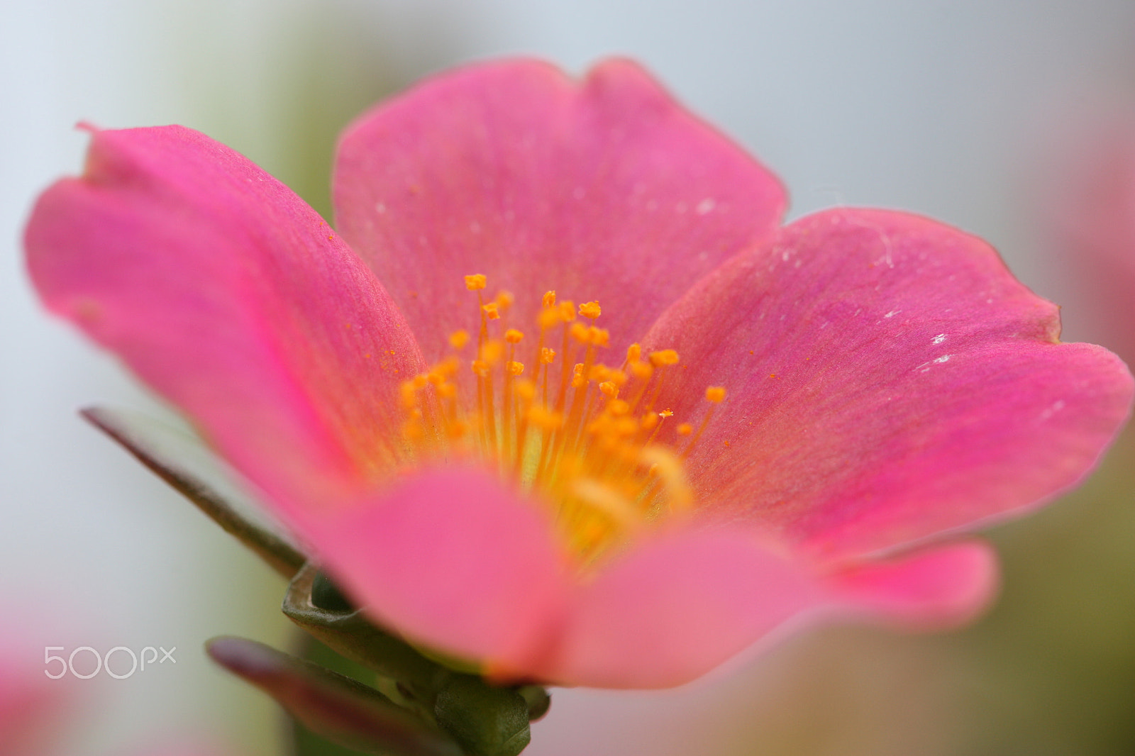 Canon EF 100mm F2.8L Macro IS USM sample photo. Flower photography