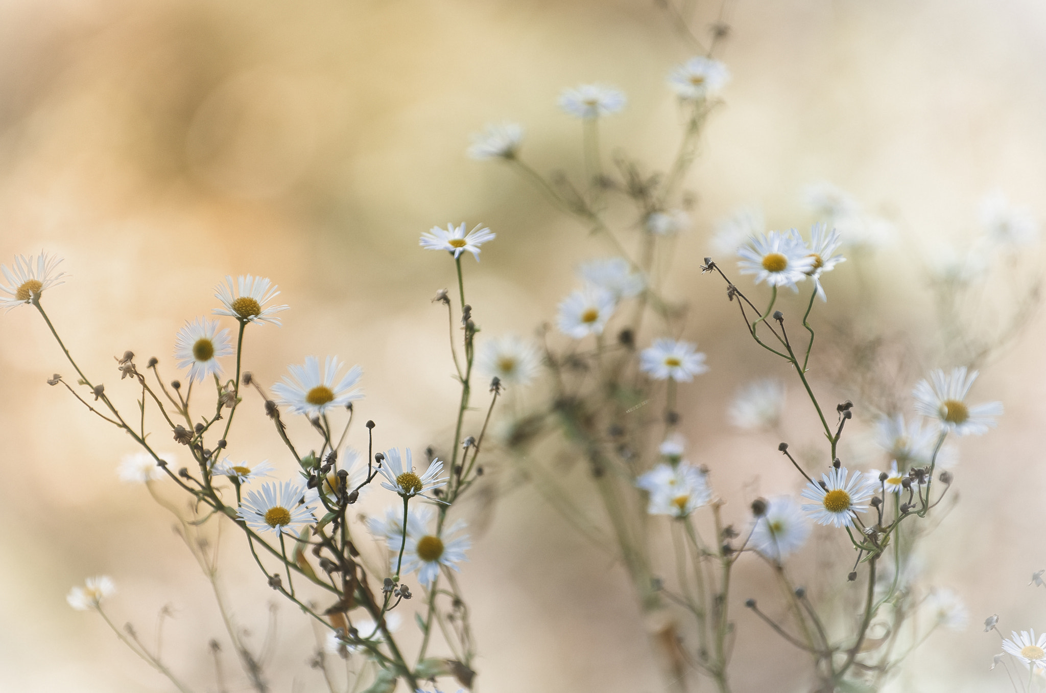 Pentax K-5 IIs sample photo. Осенние цвета photography