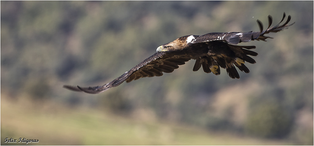 Canon EOS-1D X sample photo. Elegancia de vuelo photography