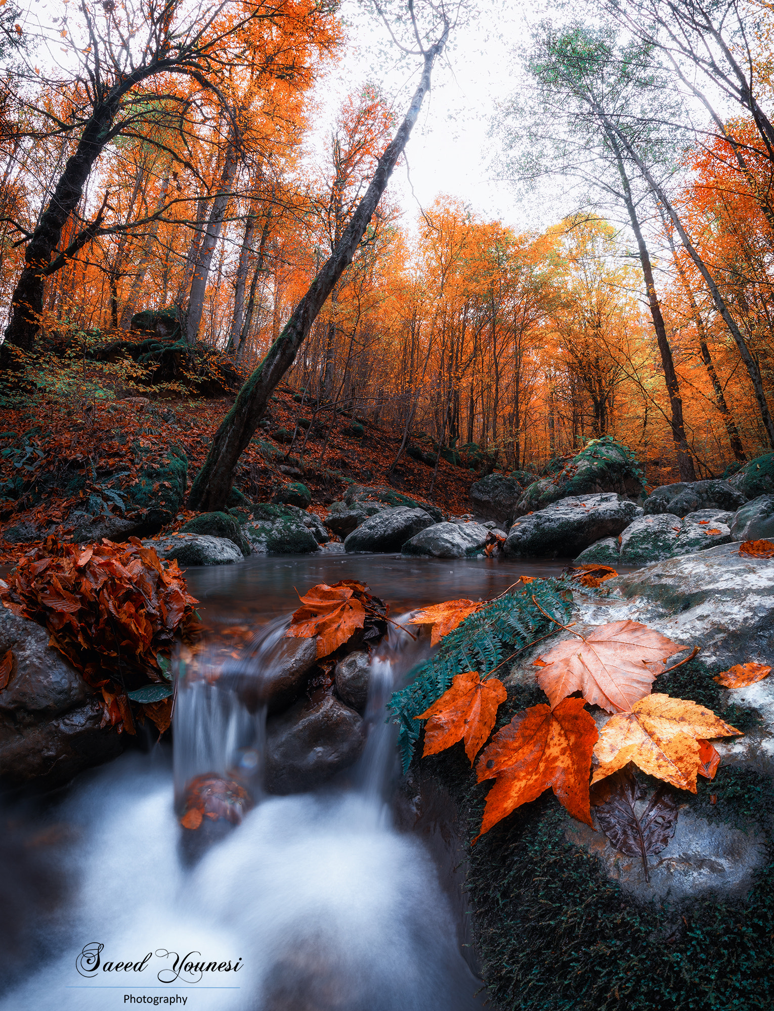 Nikon D810 + Samyang 12mm F2.8 ED AS NCS Fisheye sample photo. Leaves in forest photography