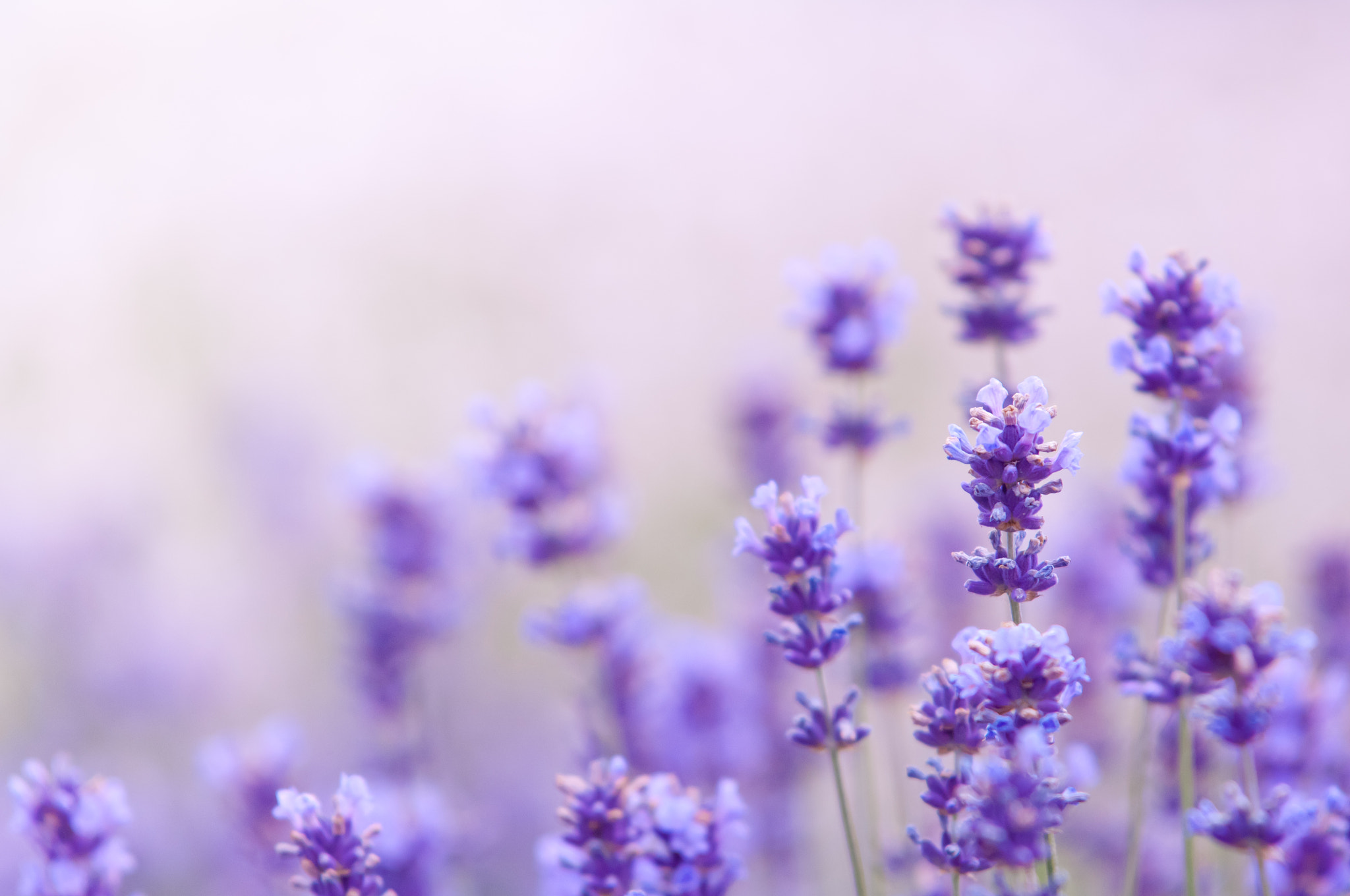 Nikon D2X sample photo. Lavender flower natural look of lavender flowers lavandula photography