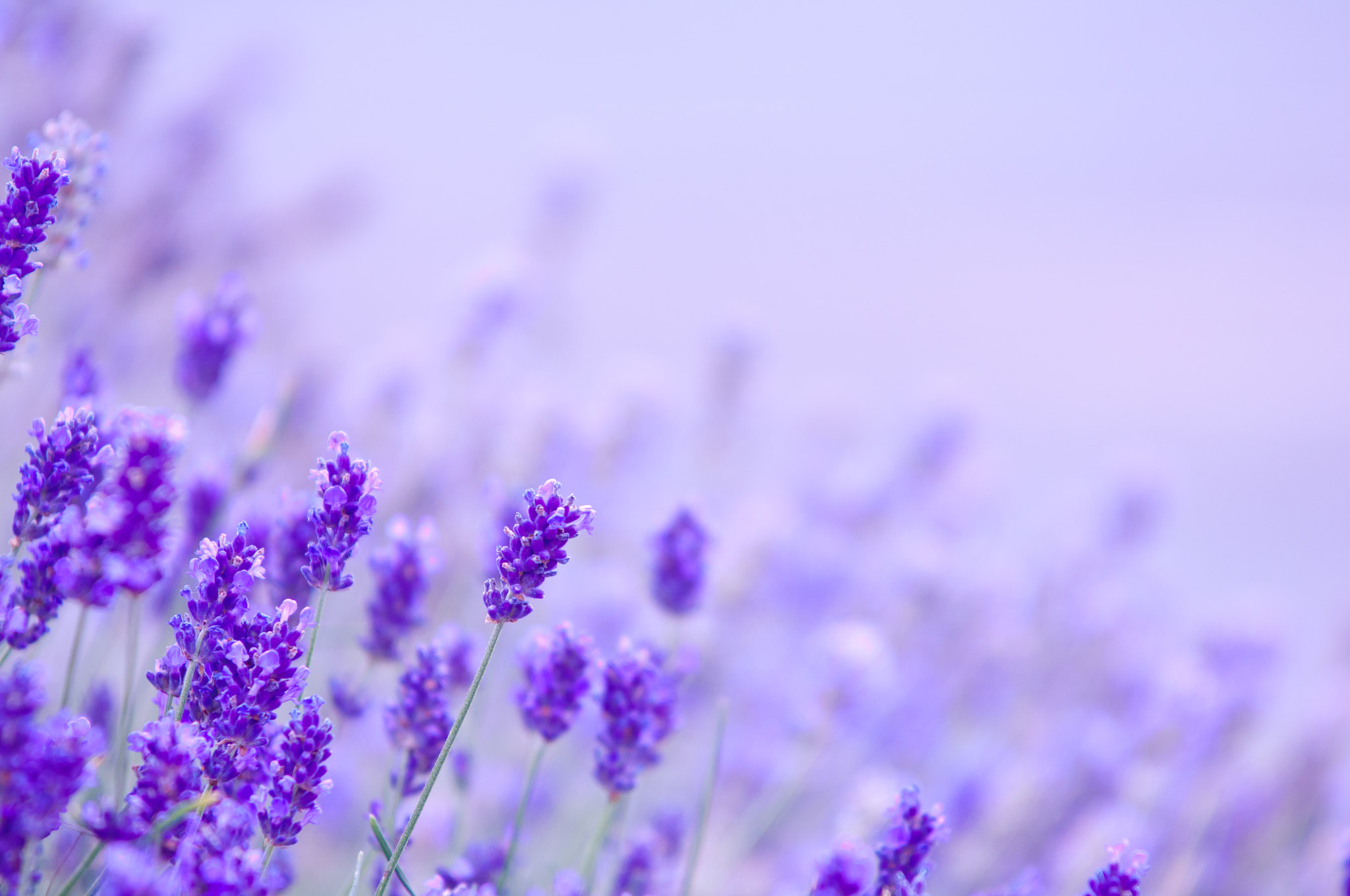 Nikon D2X + AF-S Zoom-Nikkor 80-200mm f/2.8D IF-ED sample photo. Lavender flower natural look of lavender flowers lavandula photography