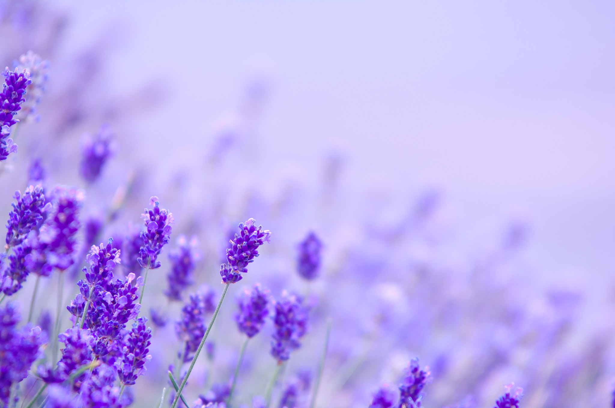 Nikon D2X sample photo. Lavender flower natural look of lavender flowers lavandula photography