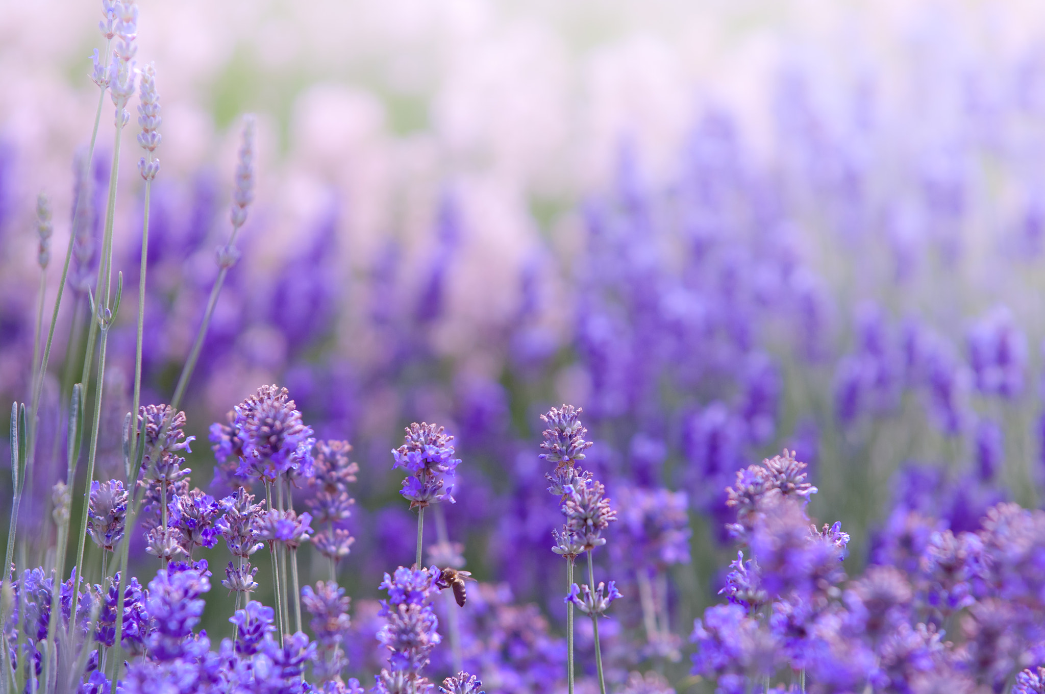 Nikon D2X + AF-S Zoom-Nikkor 80-200mm f/2.8D IF-ED sample photo. Lavender flower natural look of lavender flowers lavandula photography